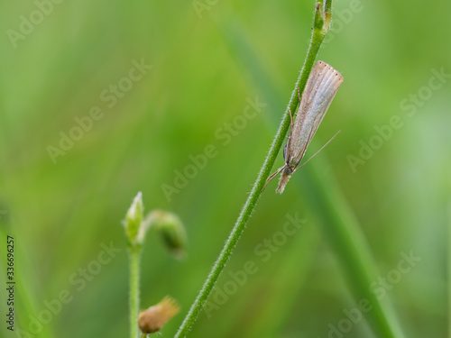 Agriphila straminella moth sittin on grass