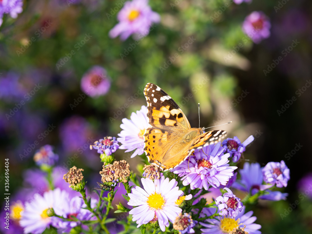 Obraz premium Painted lady butterfly (vanessa cardui) sitting on Chrysanthemums flower