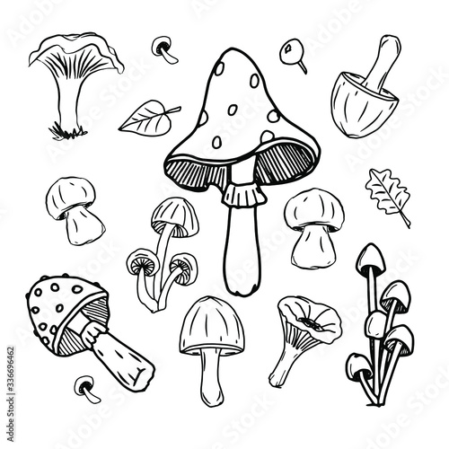 set of mushrooms vector