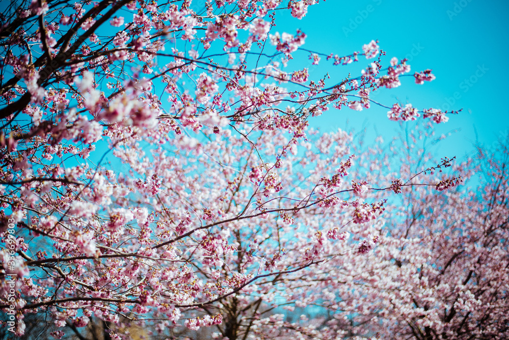 Sakura tree with flowers Sakura tree with flowers