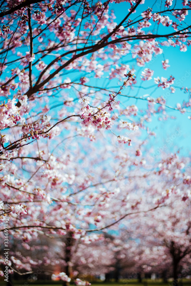 Sakura tree with flowers