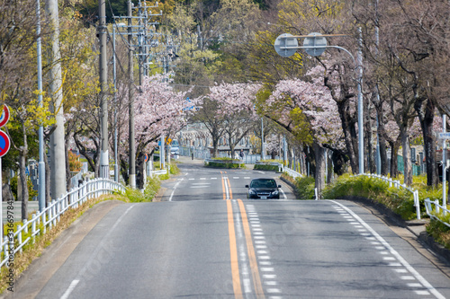 道路沿いの満開の桜