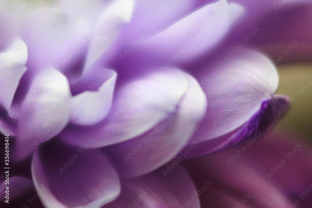 close up of violet flower