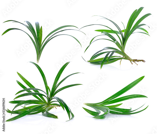  Pandan leaves isolated on white background