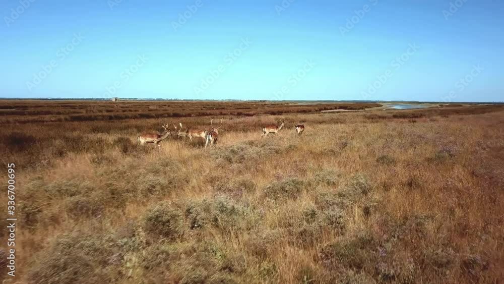 aerial view of deers in the autumn steppe, sika deers in the autumn steppe, Herd of deer in autumn steppe aerial, aerial view of deers in the wild aerial view of deers in the autumn steppe, sika deers in the autumn steppe, Herd of deer in autumn steppe aerial, aerial view of deers in the wild