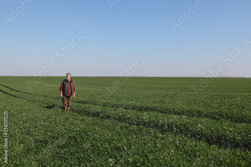 Farmer in green wheat field in spring examining plants © sima