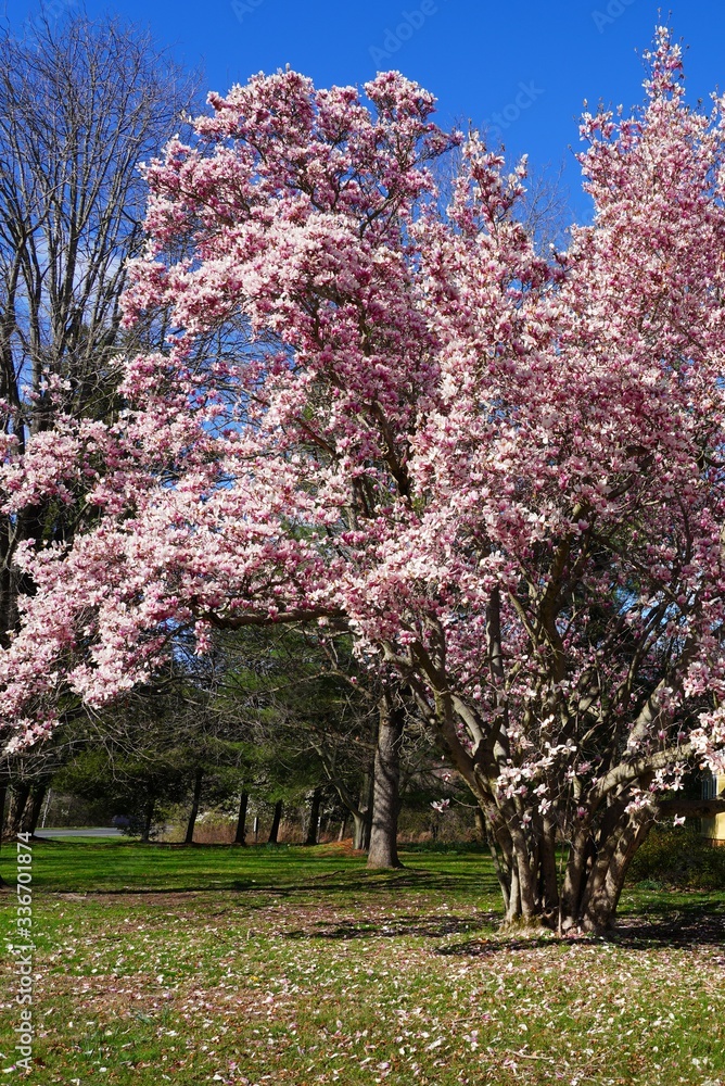 Branches of colorful pink magnolia Branches of colorful pink magnolia