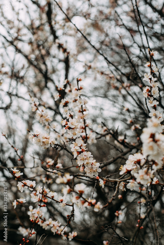 Pink flowers blooming from a tree in spring.spring flowers of apricot. Garden Pink flowers blooming from a tree in spring.spring flowers of apricot. Garden