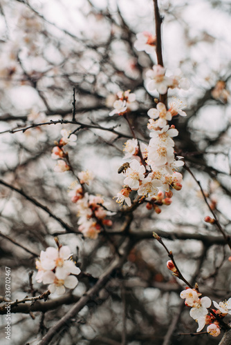 Pink flowers blooming from a tree in spring.spring flowers of apricot. Bee and garden © Tetiana