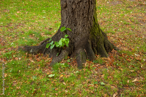Trunk and roots of large and old wood in the park photo