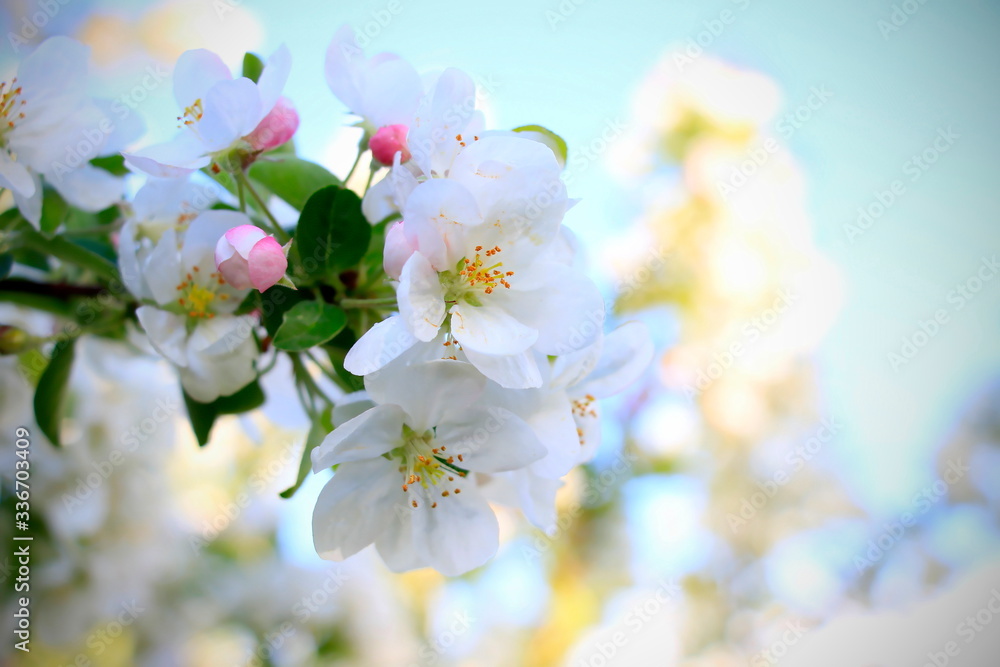 Obraz premium Weiße Reinheit