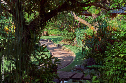 Landscape. Park on the island of Bali.