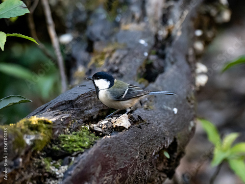 Japanese tit on a fallen forest log 12