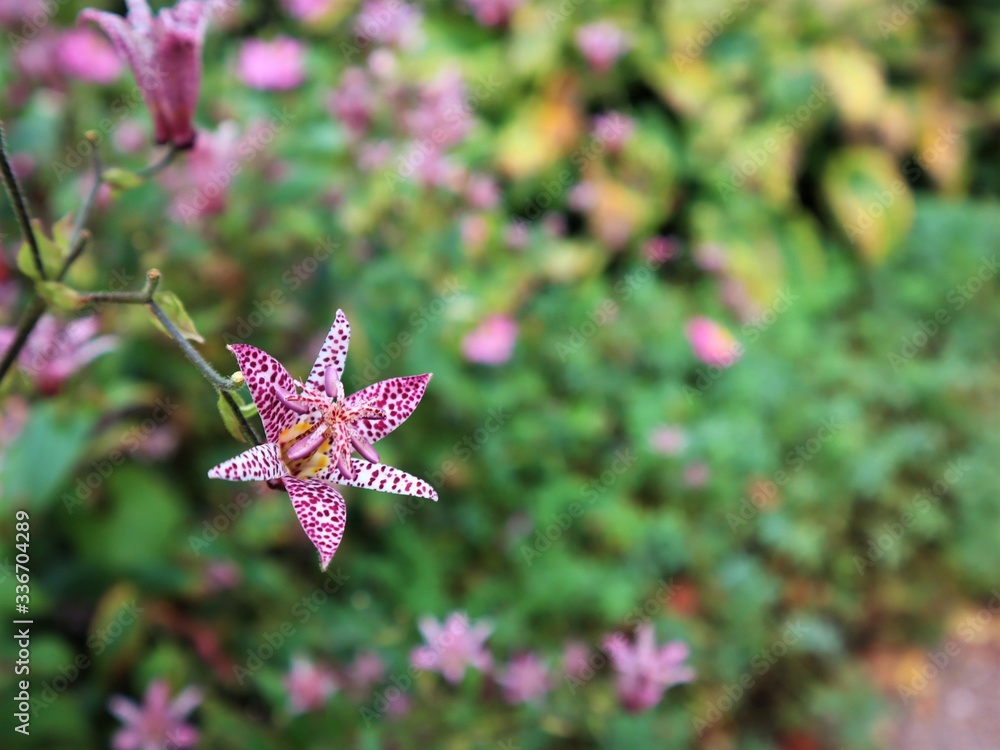 Japanese Toad Lily 'Tricyrtis hirta' Japanese Toad Lily 'Tricyrtis hirta'