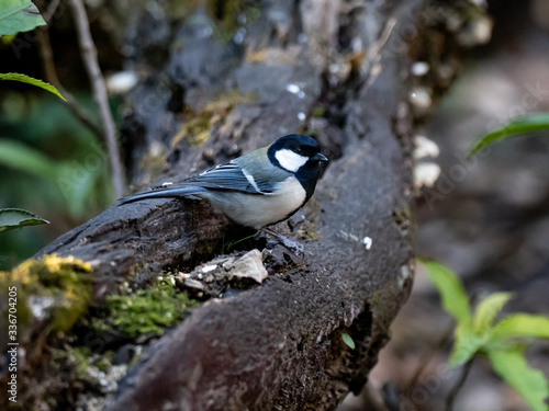 Japanese tit on a fallen forest log 16