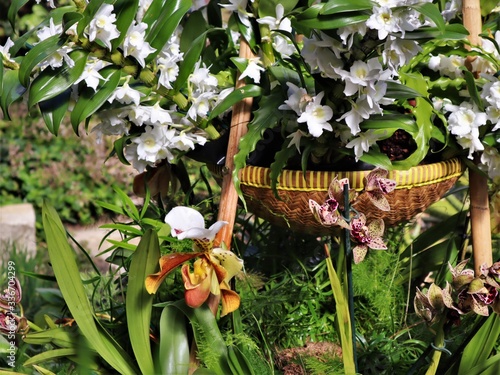 A collection of beautiful orchids.