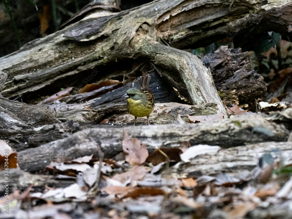 black-faced bunting in a Japanese forest 1