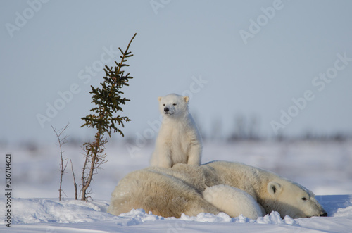 Cheeky Polar Bear cub and family in Wapusk National Park photo