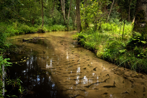 Summer day in the Solska Forest Landscape Park (pl: Park Krajobrazowy Puszczy Solskiej), nature reserve near Susiec (a village and holiday resort in Tomaszów Lubelski County, Roztocze, Poland).