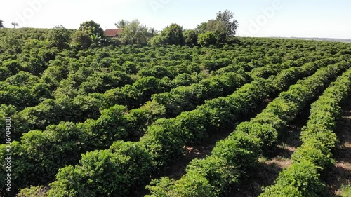 rows of coffee
