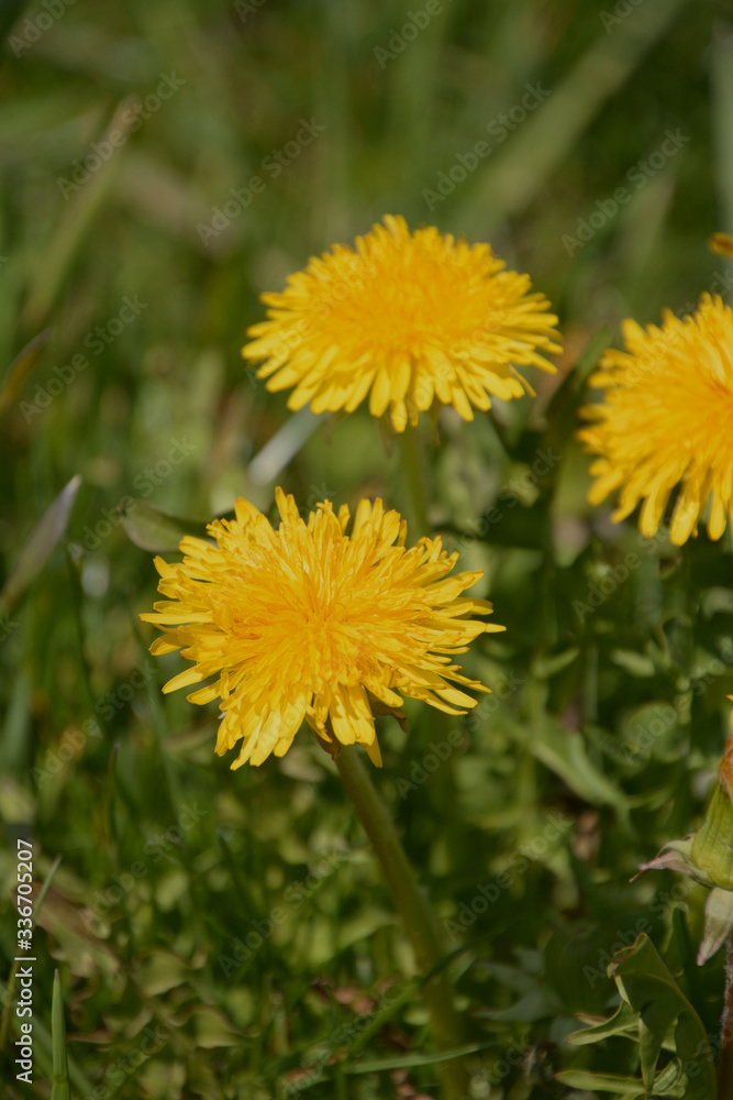Close-up of blooming yellow dandelion flowers in garden as spring background, taraxacum officinale in bloom on a meadow soft focus blurred Close-up of blooming yellow dandelion flowers in garden as spring background, taraxacum officinale in bloom on a meadow soft focus blurred