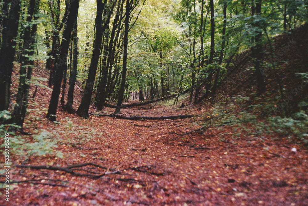 Green summer park. Film grain photo. Green summer park. Film grain photo.