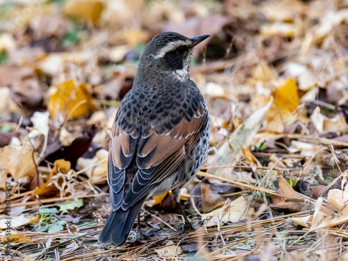 Dusky thrush in a Japanese park 12 photo