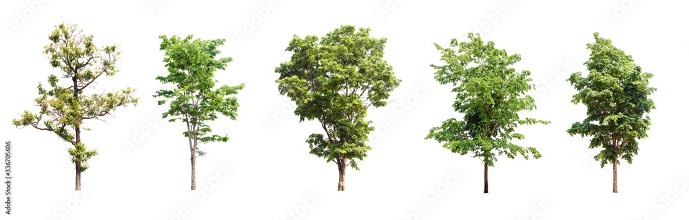 The tree looks beautiful, isolated on a white background.