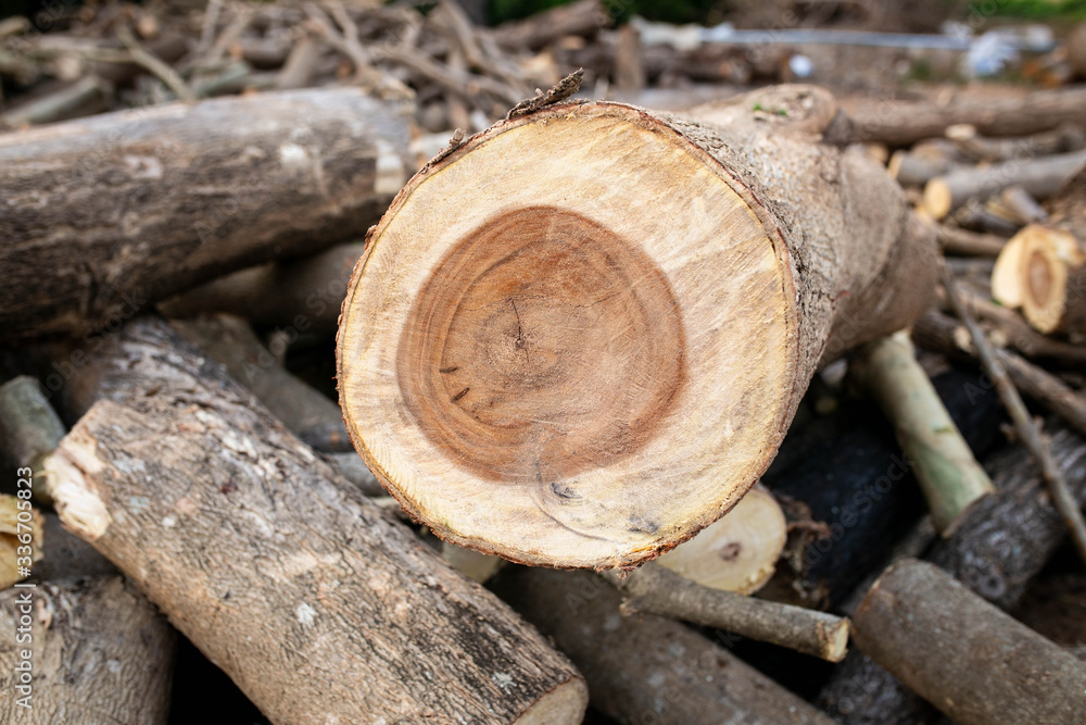 wood arranged in layers, Pile of wood logs ready for industry.