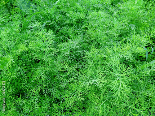 Fresh dill leaves ( Anethum graveolens L.) in the garden.