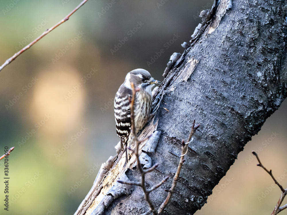 Japanese pygmy woodpecker on a tree 3 Japanese pygmy woodpecker on a tree 3