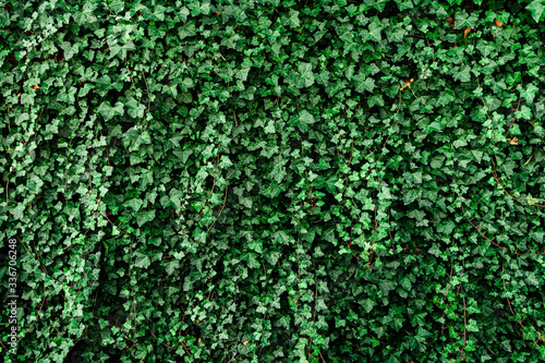 Green wall with green leaves, ecological background, wallpaper.