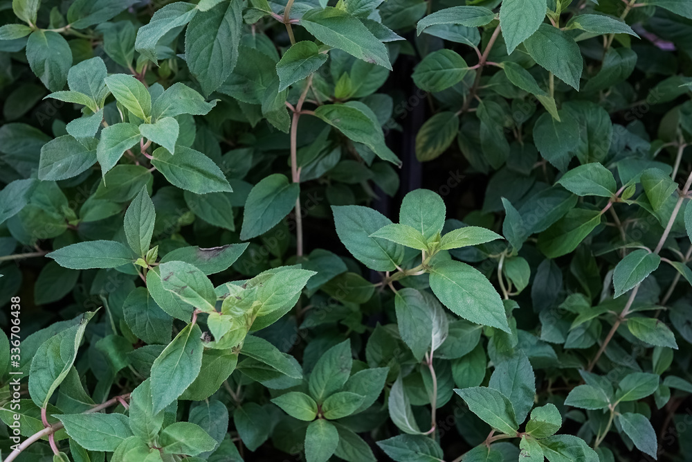 green garden plants in boxed ready for summer season and sale green garden plants in boxed ready for summer season and sale
