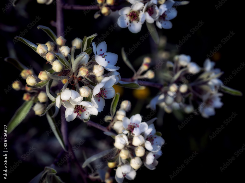 Bright white an apple-tree flower illuminated by a bright ray of the spring sun and blue sky on a back background Bright white an apple-tree flower illuminated by a bright ray of the spring sun and blue sky on a back background