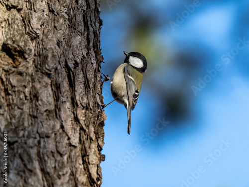 Japanese tit in a forest tree trunk 4 © Hanstography