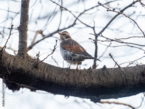 Dusky thrush in a Japanese park 22 photo