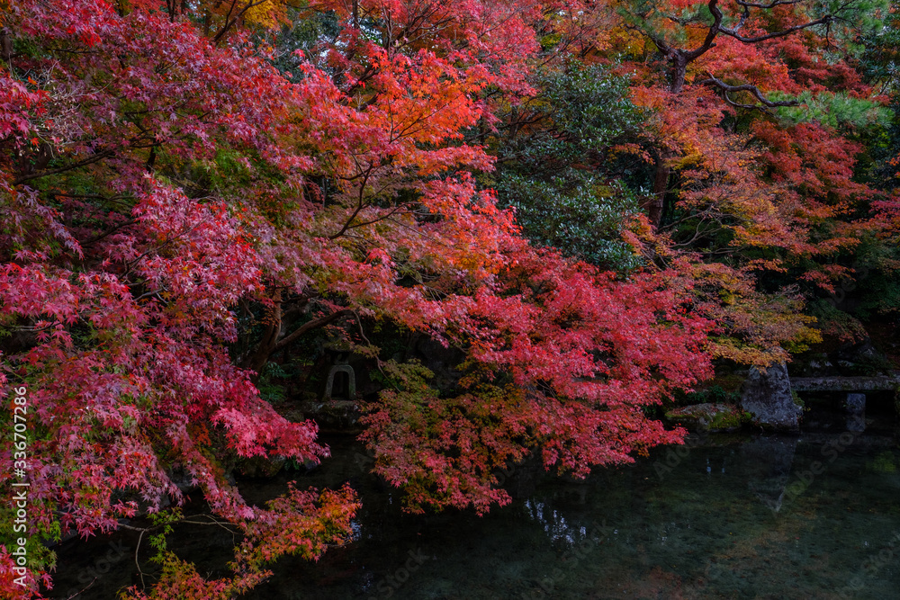 Autumn Leaves in Rengeji Temple in Kyoto, Japan Autumn Leaves in Rengeji Temple in Kyoto, Japan
