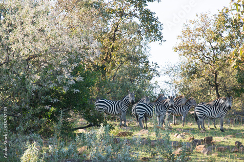 A herd of common zebras spotted during an early morning bush walk in the Masai Mara Conservency in Kenya  Africa