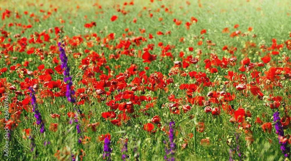 Summer field with poppies as a beautiful nature background