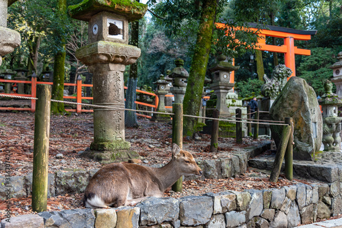 Deer in the Kasuga Grand Shrine, Nara Park Area. In here, the deers are freely roaming around in temples and park. Nara Prefecture, Japan photo