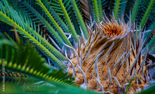 Cactus plant growing in the tropical Grand Turk, Turks and Caicos Islands 2020 photo