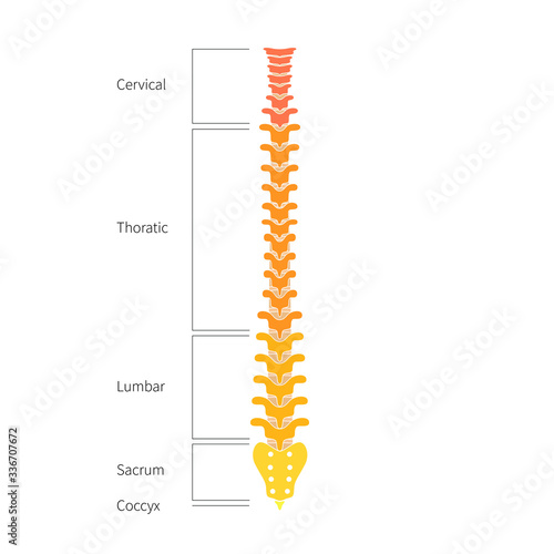 Human spine structure anatomy
