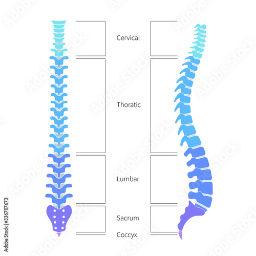 Human spine structure anatomy photo