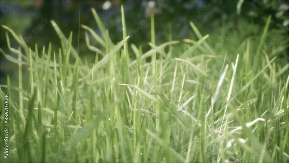 fresh green Grass on the forest fresh green Grass on the forest