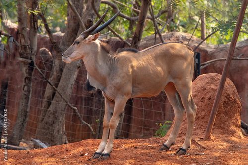 Kudu young ( Tragelaphus strepsiceros) in zoo nakhonratchasima, thailand.