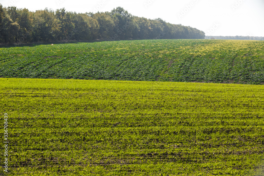 Sprouts of winter wheat sprouted in an endless field