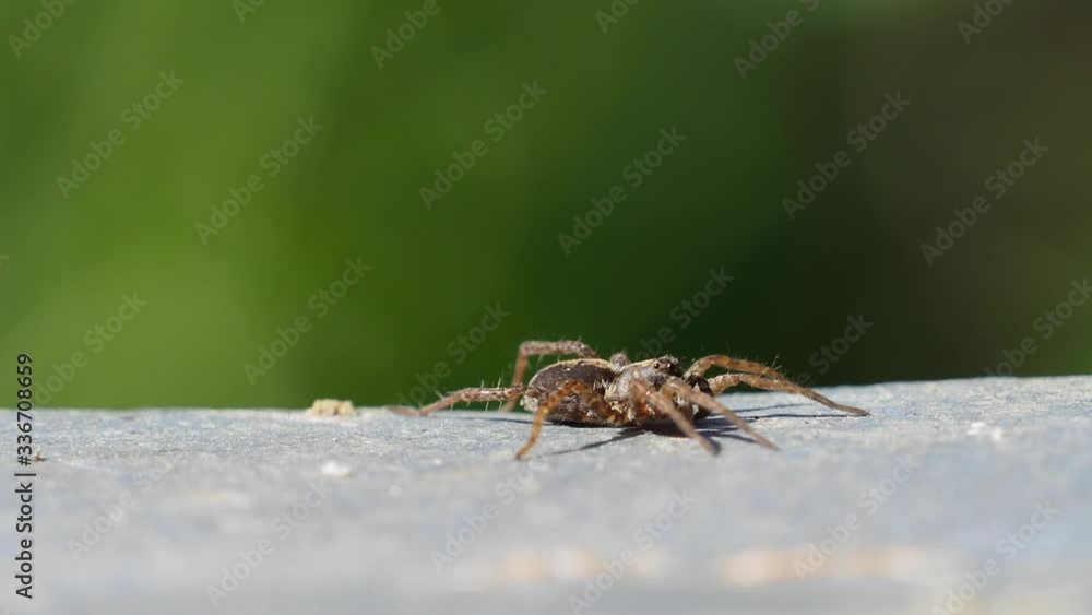 A Small Wolf Spider climbing over edge, Pardosa sp
A Small Wolf Spider climbing over edge, Pardosa sp