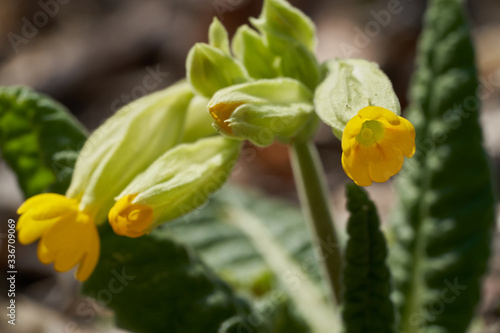 Medicinal plant Primula elatior in the forest. Known as oxlip or true oxlip. Yellow flower growing in the floodplain forest, sunny day. © Igor Kramar