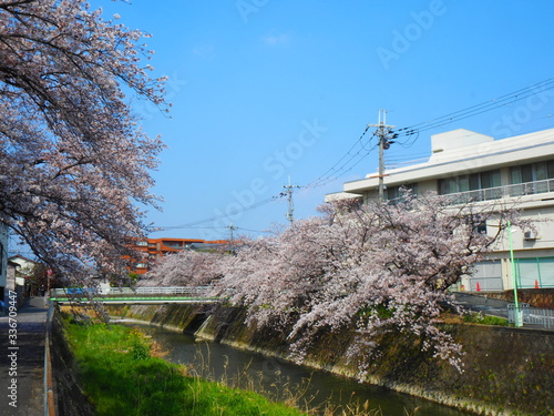 桜並木