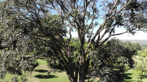 trees in the park